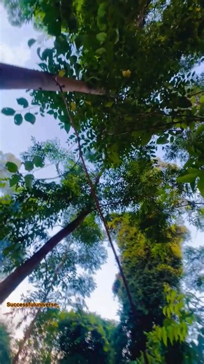 Fire is historically and philosophically considered one of the four essential classical elements along with earth, water, and air representing transformation, energy, and, in many traditions, life itself. It represents the sun's energy, providing light and warmth essential for growth, while acting as a crucial force for digestion, change, and cooking in human life. Fire is passion, desire, and anger; it all depends on how you channel fire energy within you. We must return to originality, and not