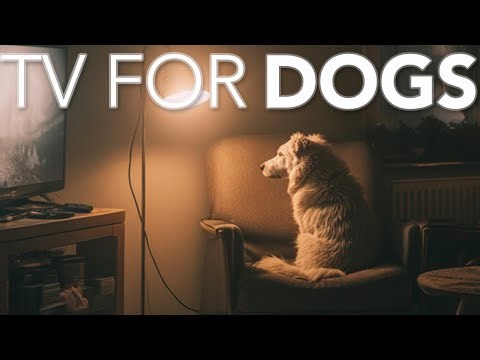 20 HOURS of New Years Eve Dog Adventure TV 💖🦮 Dog TV with Calming Music for Fireworks Anxiety