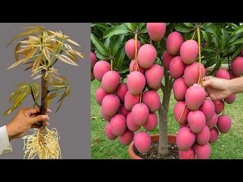 🔴 LIVE 🌱 how to propagate red mango tree(LIVE) #livestream #live