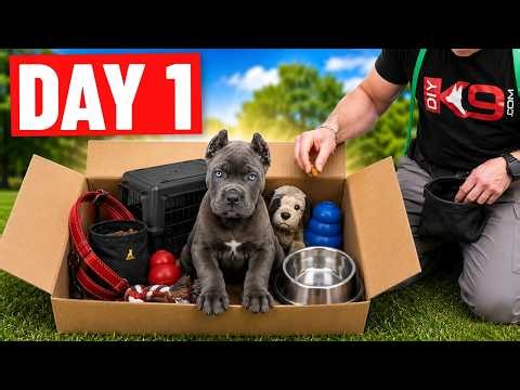 The First 5 Things Every Puppy MUST Learn!