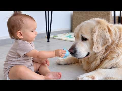 Baby Wants Her Golden Retriever to Play With Her Toy