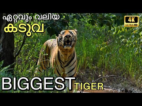 Biggest Tiger in the Wild? | Tadoba National Park Safari in 4K UHD