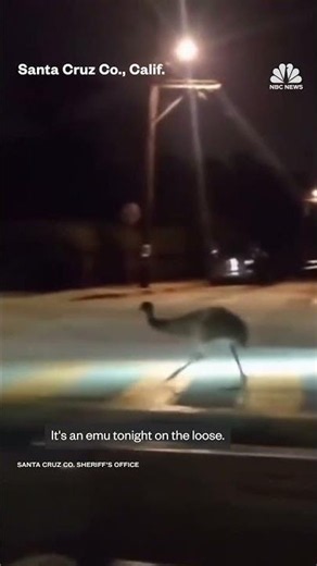 Emu leads police officers on a chase in California