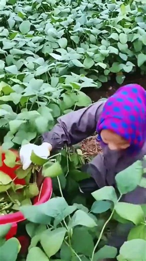 Leaf Collection Process in Plants #LeafCollection