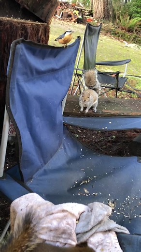 #TikTokCreatorSearchInsightsIncentive Douglas squirrels and Eastern Grey squirrels. #douglas #squirrel have so much personality and tend to be pretty emotional and impatient even for a squirrel:). The #grey ones tend to be more patient and will hang around for awhile. The brown ones are more on a mission to get their meal and leave especially by taking something bigger with them when they are done eating and want to go.