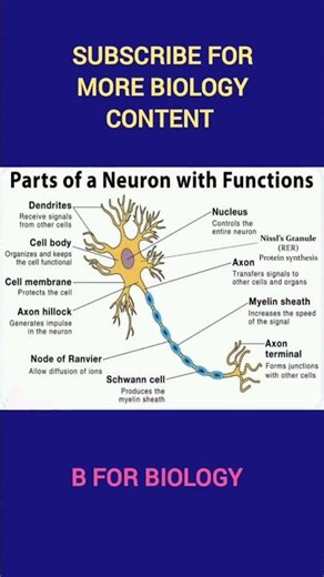 Neuron to Synapse: Part 1 Neural Control and Coordination | CBSE Class 11 #ncertbiology #cbsebiology