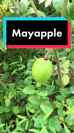 The Mayapple 🌱 #plants #forest #edutok #nature #fyp #plantsoftiktok #trees #earth #foraging