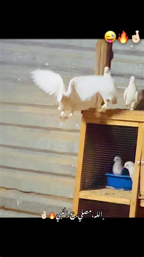 #ذكر_الله_واجب😍🕊 #عزو_السليني #زليتن_ليبيا_زليتن_وأحلى_زليتن❤️🔥 #زليتن_عاصمة_الدولار🔥💸 #لايك__explore___