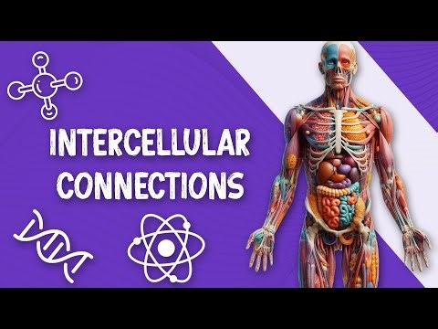 Intercellular Connections