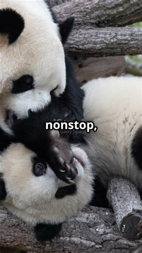 Tiny Panda Cubs: Nature's Butter Stick Babies!