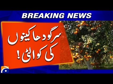 Sargodha Orange: A Variety of Delicious and Flavorful Citrus | Geo News