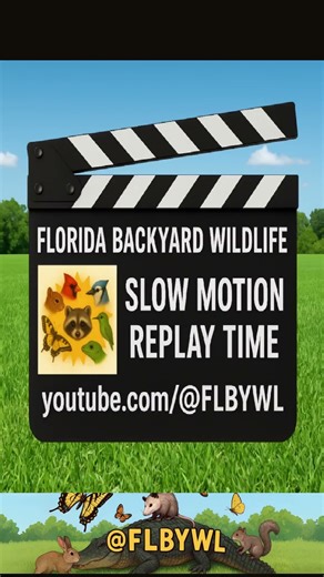 Backyard Squirrel Olympics | Ninja Moves & an Epic Backflip!