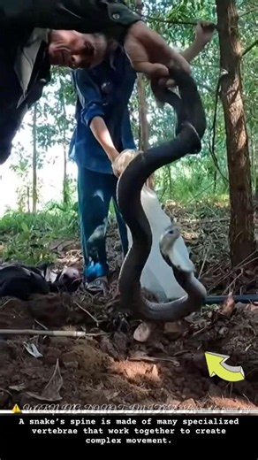 Why Is This Cobra’s Body So Hard to Control? 🐍
