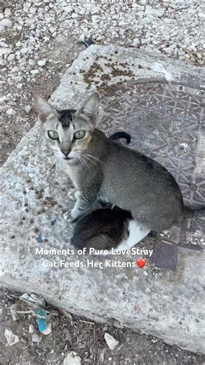 Street Cat Mama Taking Care of Her Babies😻