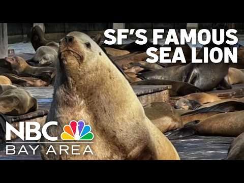 Meet ‘Chonkers,' a 2,000-pound sea lion drawing crowds in San Francisco