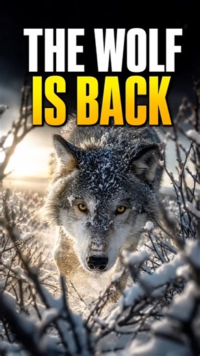 The Return of the Gray Wolf | How One Predator Changed Yellowstone Forever