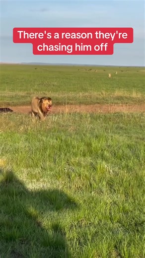 Lion Pride Dynamics: Why Males Are Chased Off