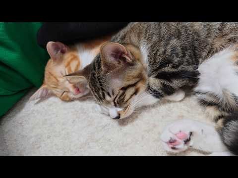 手からごはんを食べる子猫＠保護猫㋙兄弟ちゃんねる