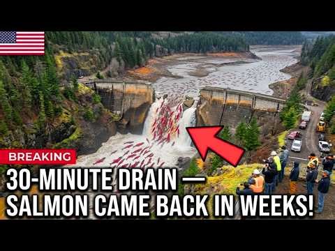 The U.S. Removed a 125-Foot Dam Out of Nowhere —Salmon Returned in Weeks and the Results Were Insane