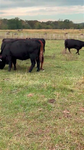 21 Angus, Charolais, Red Angus - Cows For Sale