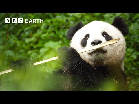 🔴 LIVE: 24/7 Mesmerising 4K Nature Footage | 4K UHD | BBC Earth