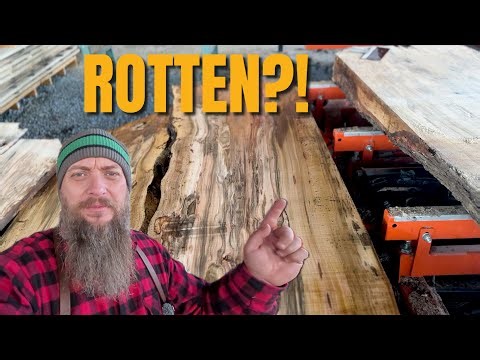 From Rotten to Remarkable: The Maple Log That Shocked Me
