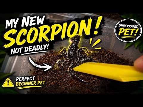 HUGE SCORPION species that RARELY STINGS ~ Perfect BEGINNER Scorpion !!
