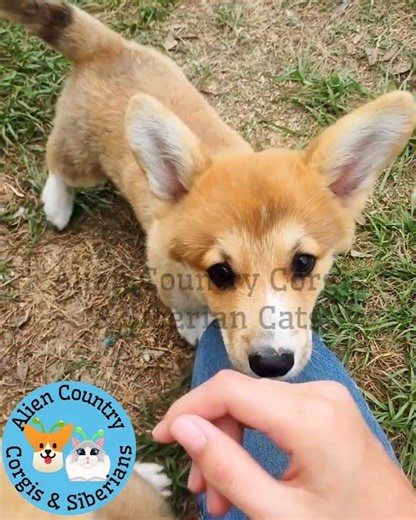 👑Son of A Champion | Organic Pembrokes with Tails by Alien Country Corgis & Siberian Cats