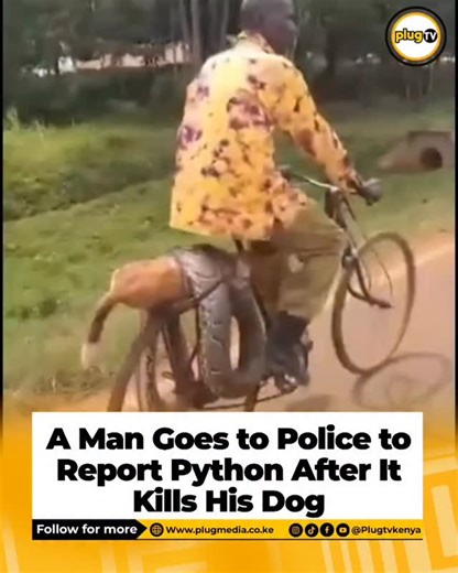 PLUG TV KENYA on Instagram: "Man Seeks Police Help to Report Python That Killed His Dog"