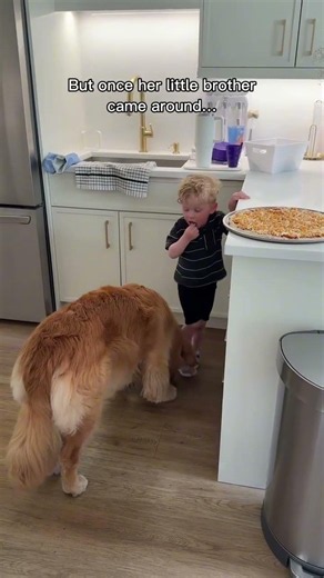 To give Skylar credit, she never once touched the counter… . . . #goldenretriever #dogfamily