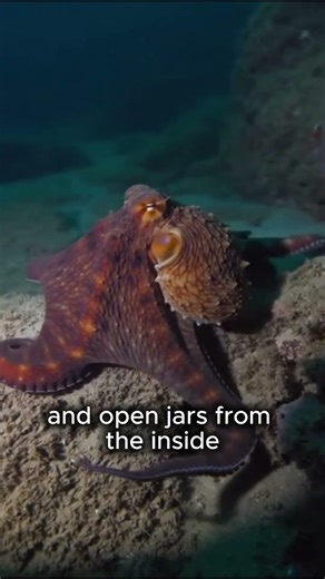 Why Octopuses Feel Almost Alien