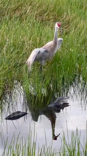Sandhill Cranes watch over young Gator