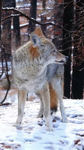 The Silent Ghost of the Frozen Wilderness | Amazing Facts About the Arctic's Top Predator