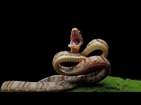 Rock Python 🐍 | Africa’s Giant Snake