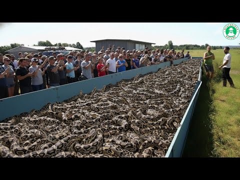 They Released The Animal To CATCH THE BURMESE PYTHON - The Results Stunned The Scientists