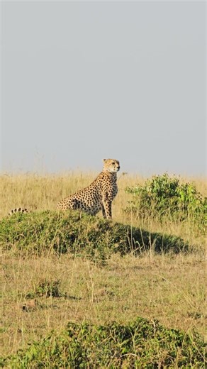 🐆 Cheetah Scanning For Prey 🐆 #Wildlife #Safari