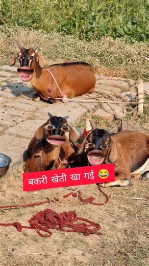 बकरी गुस्सा हो गई 😂#funny #comedy #animals