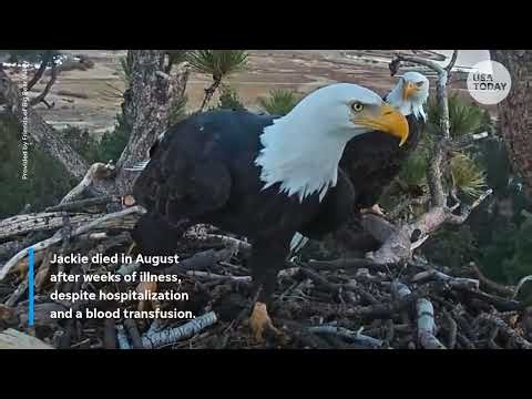 Jackie the bald eagle's mysterious illness, cause of death revealed