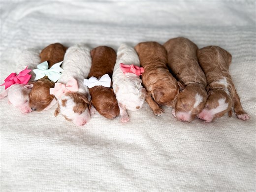 Teacup Goldendoodles | Dogs | KSL Classifieds