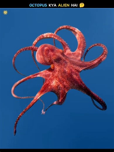Octopus Alien Hai? 😱 Scientists Shocked! #shortschallenge