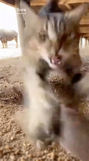 Cat Stormed the Shelter Hole With Horses Peering In… 0.3 Seconds Later ⚡ | #cat #shorts