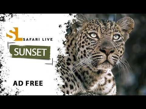 The Tlalamba Safari - SafariLIVE Sunset - 15 April 2026