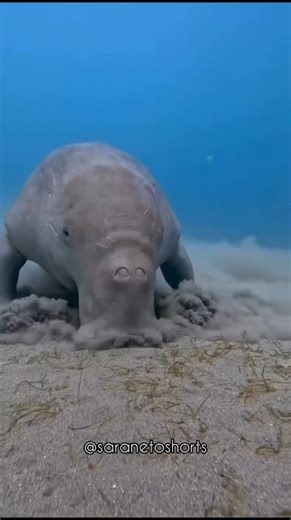 "Meet the ocean's most unique cow, known as the Dugong" 🌊🐄