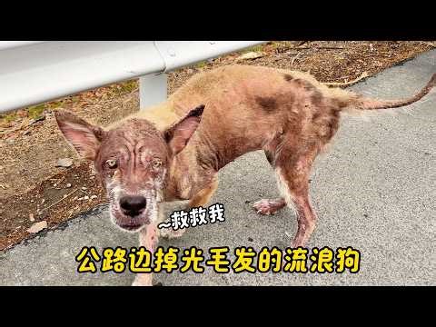 644天前，一只瘦弱无毛的流浪狗在路边被发现，经过救助，奇迹般地成为了白雪皑皑的高原之王。#狗狗 #流浪狗 #动物救助 #毛孩子