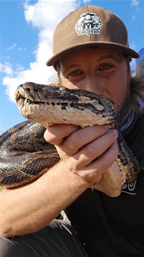 MASSIVE EVERGLADES PYTHON!