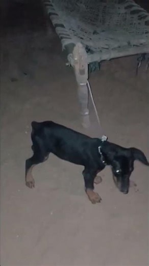 "Doberman vs German Shepherd: Who Wins Fight?! 🐕 #dog #pets