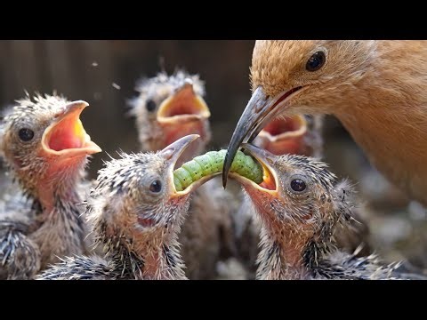 25 Days of Danger: The Eurasian Hoopoe Story