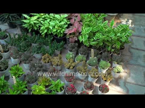 Bonsai & succulent exhibition at Nature Bazaar, Delhi | Miniature gardens and rare plants