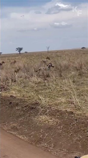 Zebra Escapes A Lioness Attack In A Shocking Wildlife Moment