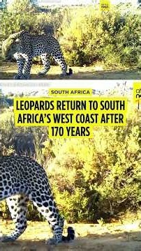 Leopards return to South Africa’s West Coast after 170 years